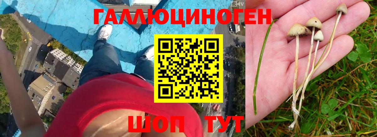 Псилоцибиновые грибы Psilocybe Абакан